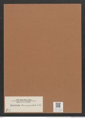 Navicula ovum-paschale A.Schm. (de-Toni-Nr.: Genus 1, Species 312) Zeichnungen Sammlung Grunow Mappe 00267 (Herbarium_W_Grunow_drawings_Folder_00267)